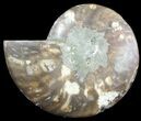 Cut Ammonite Fossil (Half) - Agatized #47736-1